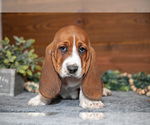 Small Photo #6 Basset Hound Puppy For Sale in WAKARUSA, IN, USA