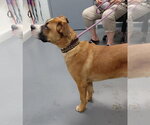 Small Photo #4 Labrador Retriever-Saint Bernard Mix Puppy For Sale in South Bend, IN, USA