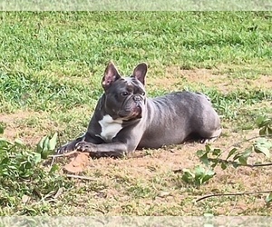 French Bulldog Puppy for Sale in LEAGUE CITY, Texas USA