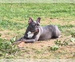 Small French Bulldog
