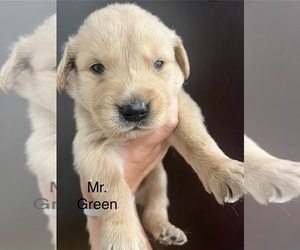 Golden Retriever Puppy for Sale in KANSAS CITY, Missouri USA