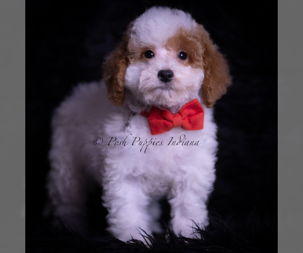 Medium Photo #4 Maltipoo (Miniature) Puppy For Sale in WARSAW, IN, USA