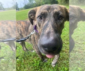 Wiley: At shelter - Male Great Dane-Unknown Mix Dog for Adoption - Photo #7