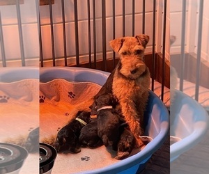 Mother of the Welsh Terrier puppies born on 08/15/2023