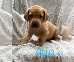 Small Photo #3 Labrador Retriever Puppy For Sale in ROCKLIN, CA, USA