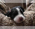 Small Photo #34 Bernedoodle Puppy For Sale in ELMWOOD, IL, USA