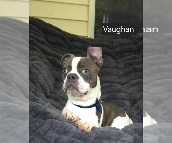 Medium Photo #3 Boston Terrier Puppy For Sale in MINERAL WELLS, WV, USA