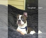 Small #2 Boston Terrier