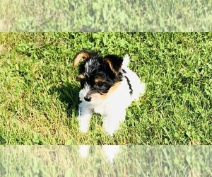 Medium Yorkshire Terrier