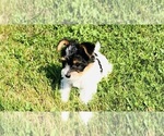 Puppy Puppy 1 Yorkshire Terrier