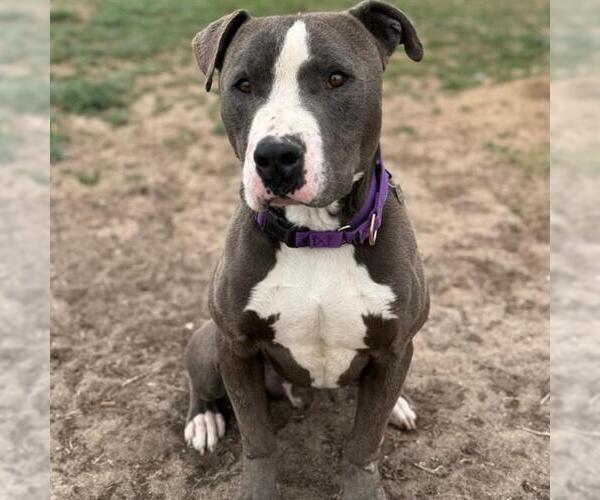 Medium Photo #2 American Pit Bull Terrier Puppy For Sale in Aurora, CO, USA