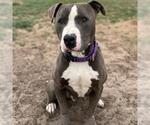 Small #1 American Pit Bull Terrier