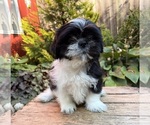 Small #2 Shih Tzu