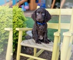 Puppy 3 Boykin Spaniel