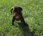 Puppy John German Shorthaired Pointer-Vizsla Mix
