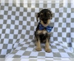 Small #2 Schnauzer (Miniature)