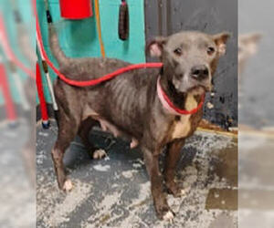 American Pit Bull Terrier-Unknown Mix Dogs for adoption in Minneapolis, MN, USA