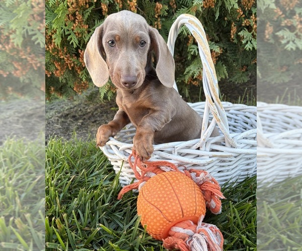 Medium Photo #4 Dachshund Puppy For Sale in MIDDLEBURY, IN, USA