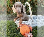 Briggs - Male Dachshund Puppy for Sale - Photo #4