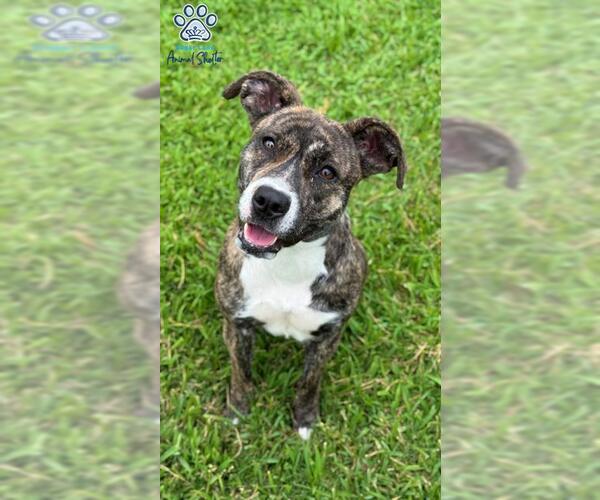 Medium Photo #2 American Pit Bull Terrier-Unknown Mix Puppy For Sale in Sugar Land, TX, USA