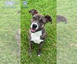 Small #1 American Pit Bull Terrier Mix