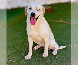 Labrador Retriever-Unknown Mix Dogs for adoption in Vail, AZ, USA