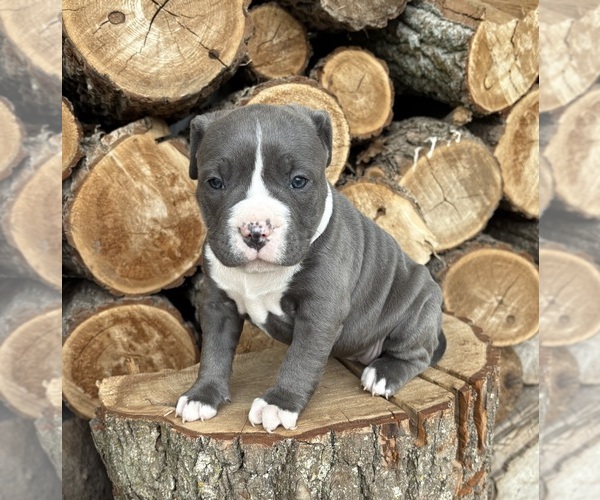 Medium Photo #2 American Bulldog Puppy For Sale in MIDDLEBURY, IN, USA