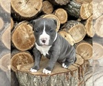 Small #1 American Bulldog
