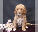 Small #5 Cavapoo (Miniature)