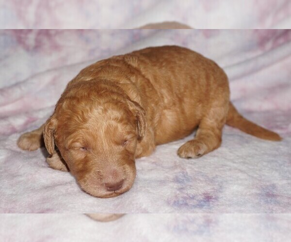 Medium Photo #1 Labradoodle mix (+ Poodle Standard) Puppy For Sale in LA HABRA, CA, USA