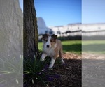 Small Photo #5 Shetland Sheepdog Puppy For Sale in HONEY BROOK, PA, USA