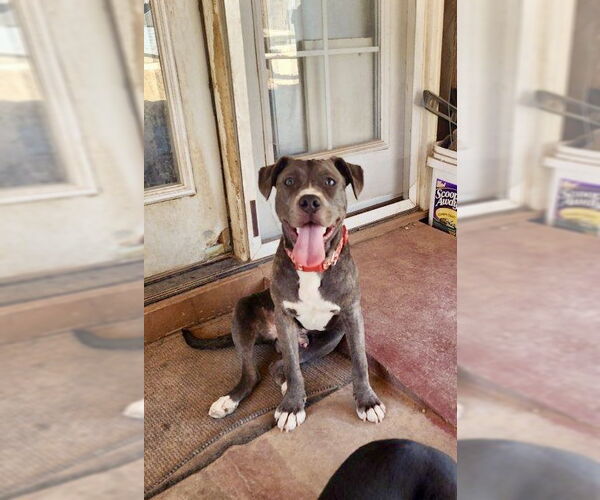 Medium Photo #3 American Pit Bull Terrier-American Staffordshire Terrier Mix Puppy For Sale in Mesa, AZ, USA