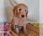 Small Photo #18 Goldendoodle Puppy For Sale in PERRYSVILLE, OH, USA