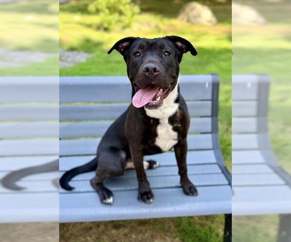 Medium Photo #2 Staffordshire Bull Terrier-Unknown Mix Puppy For Sale in Dedham, MA, USA