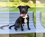 Small #1 Staffordshire Bull Terrier Mix