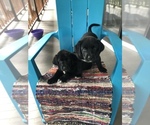 Small Photo #9 Borador Puppy For Sale in SPRINGDALE, AR, USA