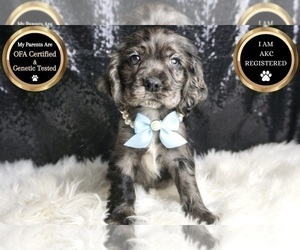 Medium Cocker Spaniel