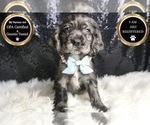 Puppy Sylas AKC Cocker Spaniel