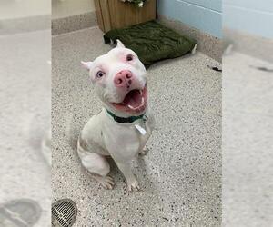 Dogo Argentino Dogs for adoption in Brighton, CO, USA