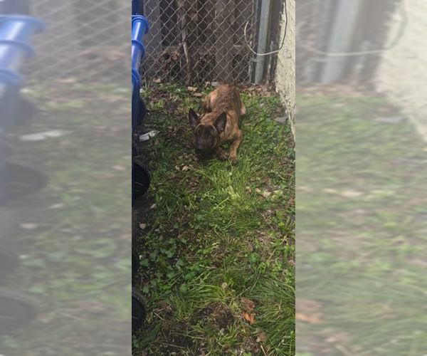 Medium Photo #4 Holland Shepherd Puppy For Sale in Imlay City, MI, USA