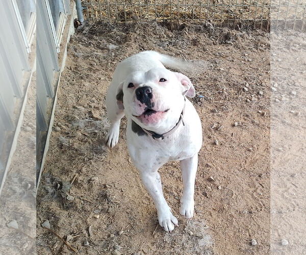 Medium Photo #4 Bullypit Puppy For Sale in Techny, IL, USA