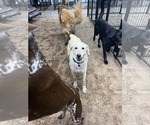Small #3 Labrador Retriever Mix