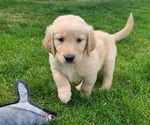 Small Photo #2 Golden Retriever Puppy For Sale in NOBLESVILLE, IN, USA