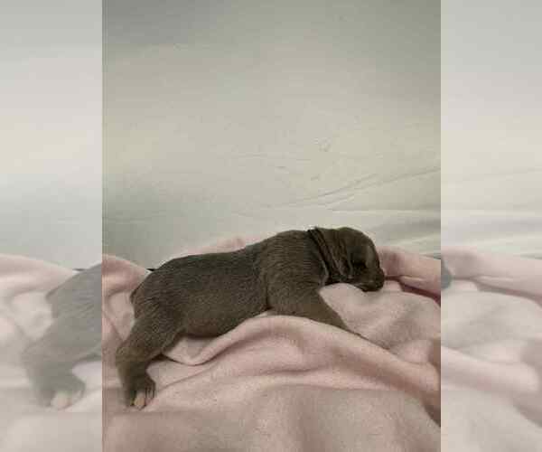 Medium Photo #6 Cane Corso Puppy For Sale in CAMBY, IN, USA
