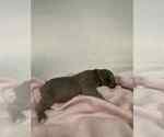 Small Photo #6 Cane Corso Puppy For Sale in CAMBY, IN, USA