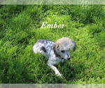 Small #21 Poodle (Toy)