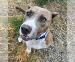 Small #39 American Pit Bull Terrier Mix
