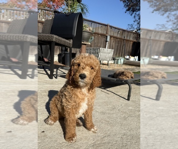 Medium Photo #6 Goldendoodle Puppy For Sale in OAKLAND, CA, USA