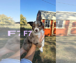 Puppy Puppy 7 Australian Shepherd