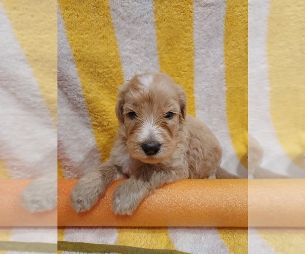 Medium Photo #12 Bordoodle Puppy For Sale in COPPERAS COVE, TX, USA